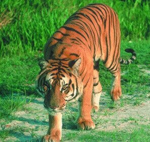 Nameri & Kaziranga Wildlife Tour