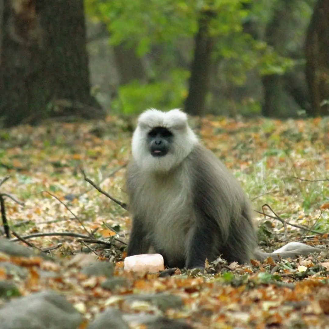 Valley Of Kashmir With Dachigam National Park