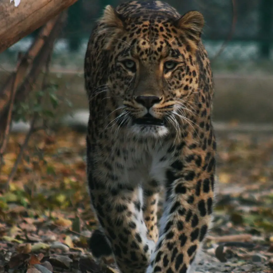 Valley Of Kashmir With Dachigam National Park