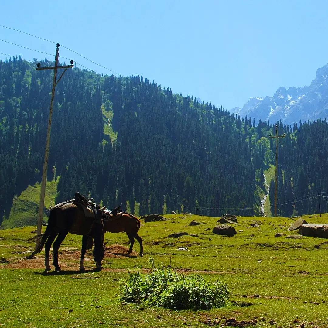 Kashmir With Real Wildlife