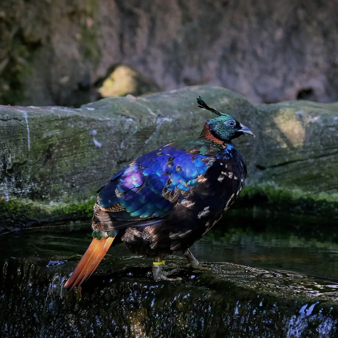 Kashmir With Real Wildlife