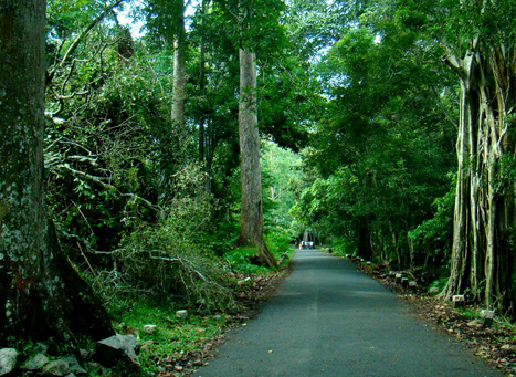 Murikkady Periyar