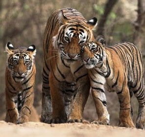 odisha wildlife tourism