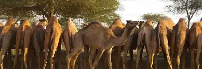 National Research Centre on Camel, Bikaner