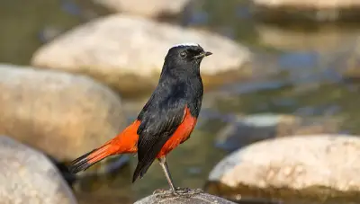 Bird Watching in Jim Corbett