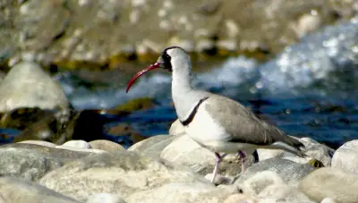 Jim Corbett Birding