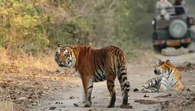 Corbett Wildlife