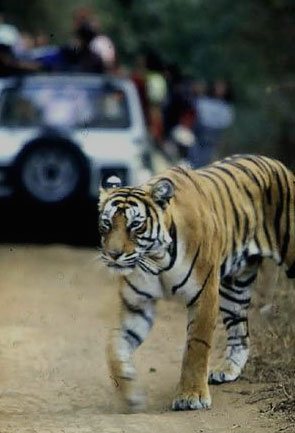 Uttarakhand Wildlife