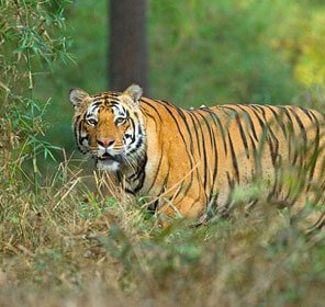 National Parks & Wildlife Sanctuaries in India - Wildlife Travel Guide